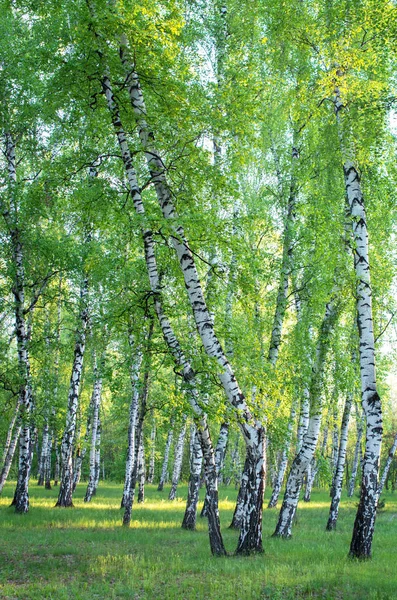 Bosque Abedul Primavera Follaje Verde — Foto de Stock