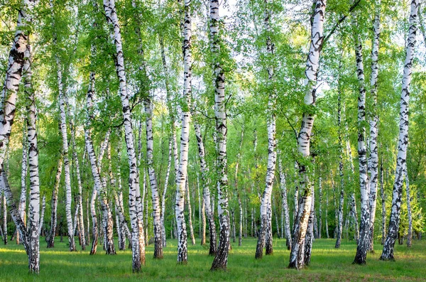 Orman, yeşil yapraklar yaz aylarında huş ağacı koru