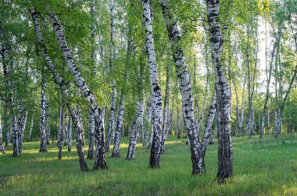 Birch Grove Forest Green Foliage Summer — Stock Photo, Image