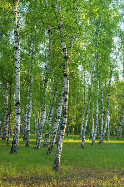 Birch Grove Early Morning Vertical Composition — Stock Photo, Image