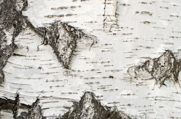 Březová Kůra Stromu Detail Pozadí — Stock fotografie
