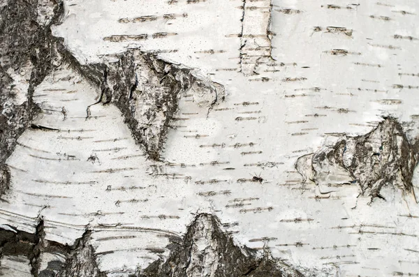 Birch Bark Tree Close Fundo — Fotografia de Stock