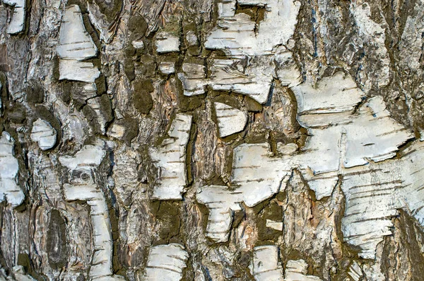 Bark Birch Tree Close Background Texture — Stock Photo, Image