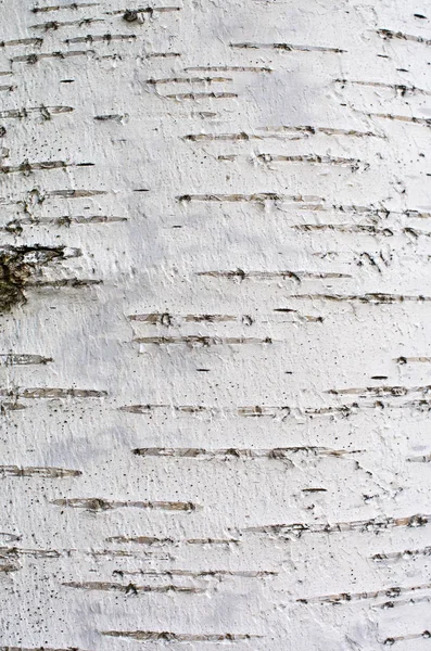 bark of birch tree, background texture