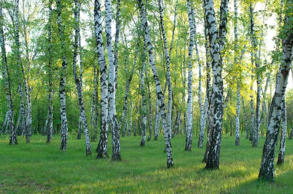 Birch Grove Forest Green Foliage Summer Stock Image