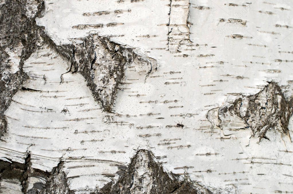 birch bark tree close-up, background