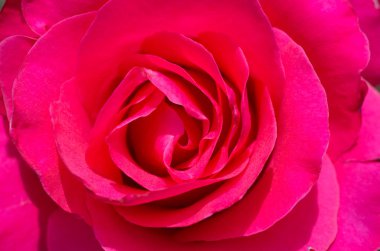 Yakın çekim, güzel arka plan Bud kırmızı gül