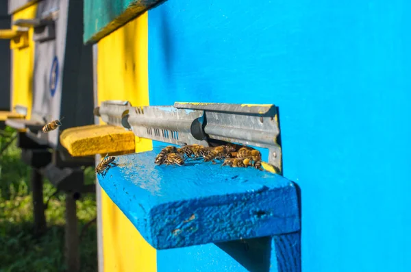 Honey Bees Fly Hive — Stock Photo, Image