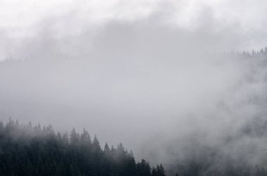 Sis ormandaki çam ağaçlarının dağlarda. Karpatlar Ukrayna