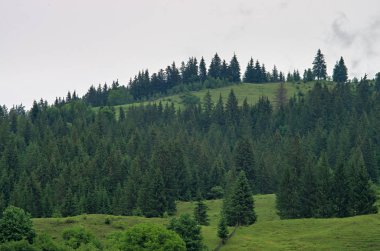 Tepedeki çam ormanı. Karpatlar Ukrayna
