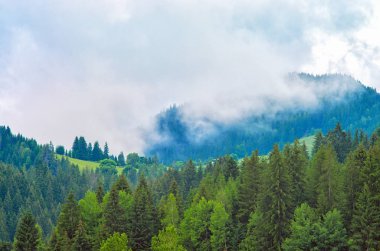 Orman, çam ağaçları, dağlar, sis. Karpatlar Ukrayna