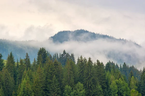 Niebla Bosque Pinos Las Montañas Cárpatos Ucrania — Foto de Stock