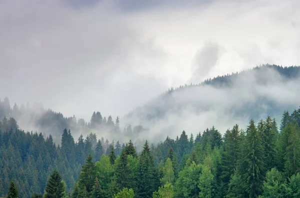 Niebla Bosque Pinos Las Montañas Cárpatos Ucrania — Foto de Stock