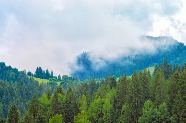 Niebla Bosque Pinos Montañas Cárpatos Ucrania — Foto de Stock