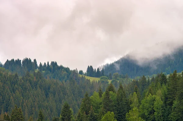 Niebla Bosque Pinos Las Montañas Cárpatos Ucrania — Foto de Stock