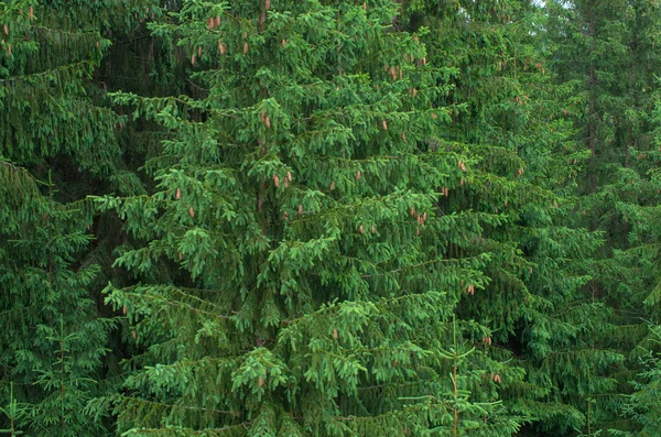 松木与圆锥特写背景 喀尔巴泰乌克兰 — 图库照片