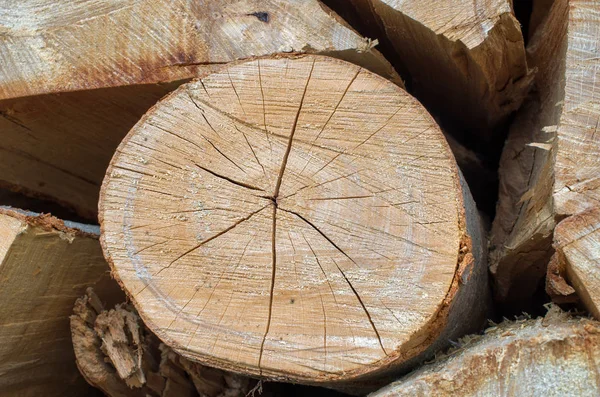 Pine Log Shape Close — Stock Photo, Image