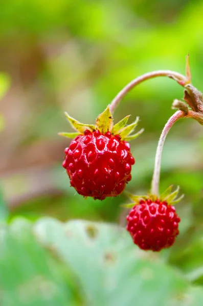 Wild Ripe Strawberry Close — Stock Photo, Image