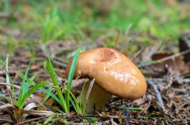 ormandaki çam iğneleri, closeup arasında büyüyen mantar