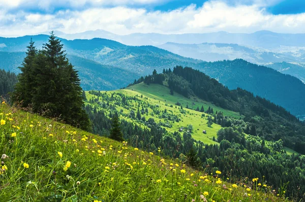 Краєвид Висоти Гірських Схилів Блакитну Далечінь Луг Дерево Україна Карпати — стокове фото