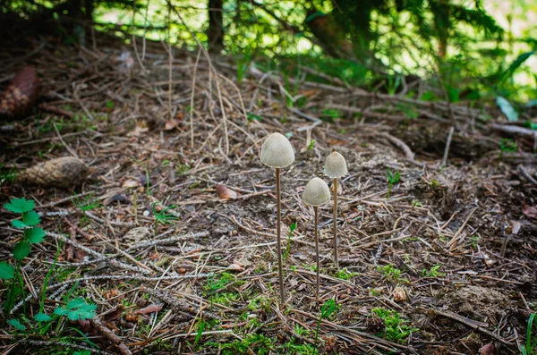 Funghi Psilocybe Semilanceata Che Crescono Nella Foresta — Foto Stock