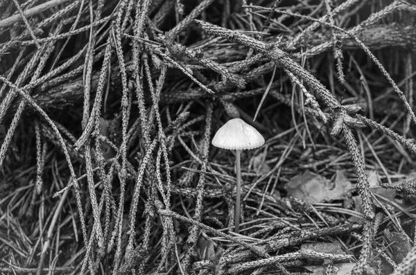 Seta Psilocybe Semilanceata Crece Bosque Blanco Negro —  Fotos de Stock