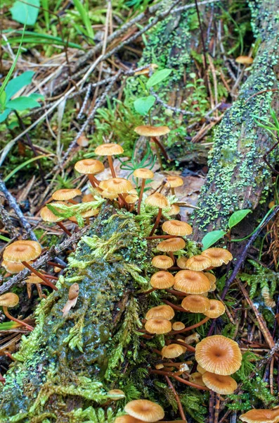 Gruppe Kleiner Psilocybe Pilze Die Wald Zwischen Moos Wachsen Stockbild