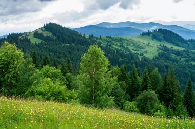 dağlarda çayır, yamaçlar, yaz aylarında büyüyen ağaçlar