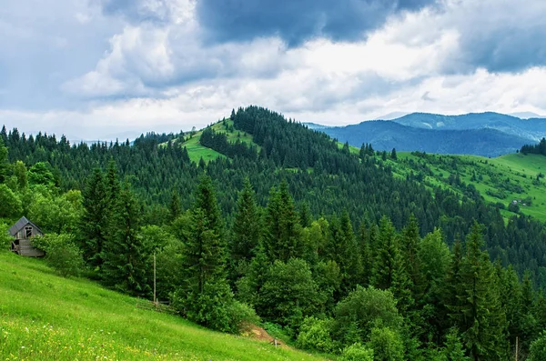 Луг Горах Схили Вирощування Дерев Влітку — стокове фото