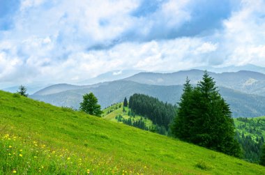 dağlarda çayır, yamaçlar, yaz aylarında büyüyen ağaçlar