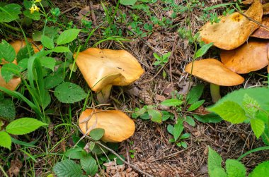 ormanda yetişen yenilebilir kırmızı mantar grubu