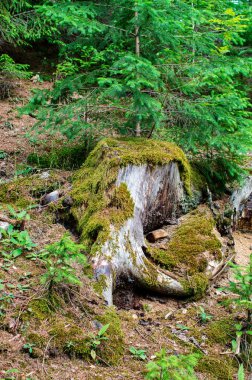 ormanda yosun eski kütük