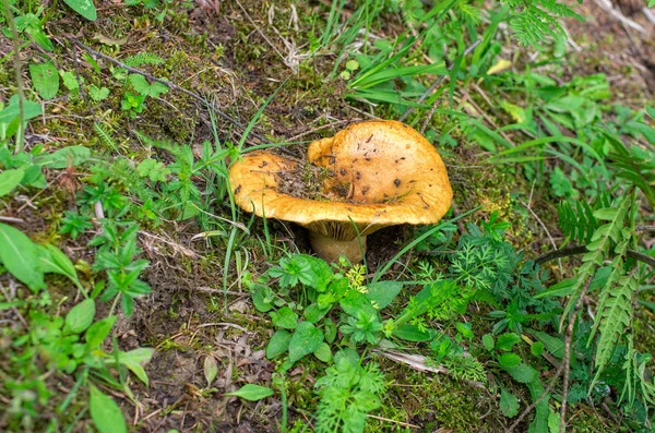 Close Eetbare Paddenstoel Groeien Het Gras — Stockfoto