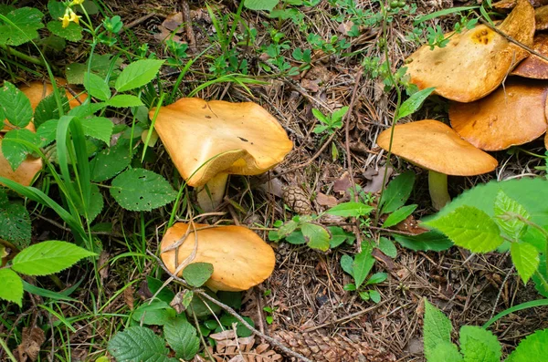 Grupp Ätliga Röda Svampar Som Växer Skogen — Stockfoto