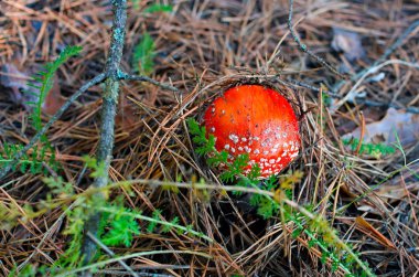 küçük amanita bir çam ormanında büyüyen, yakın çekim