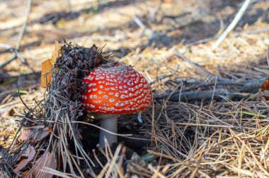Bir çam ormanında Amanita yakın çekim
