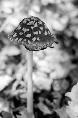 zehirli mantar lekeli, yakın çekim. siyah beyaz tonlama