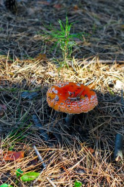 bir çam ormanında büyüyen amanita, closeup