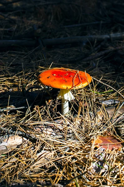 Amanita mushroom among fir needles on a dark background in the forest