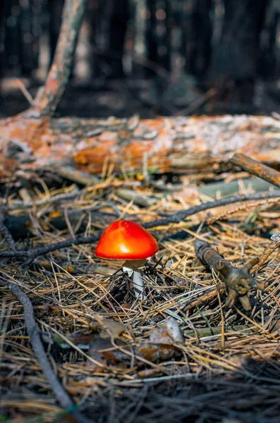 在森林的黑暗背景下 在冷杉针中的阿马尼塔蘑菇 — 图库照片