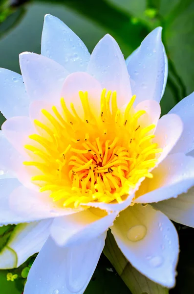 Blühender Weißer Lotus Und Grüne Lilienblätter Nahaufnahme — Stockfoto