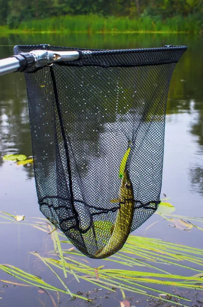 Lucio Capturado Cebo Artificial Una Red Pesca — Foto de Stock