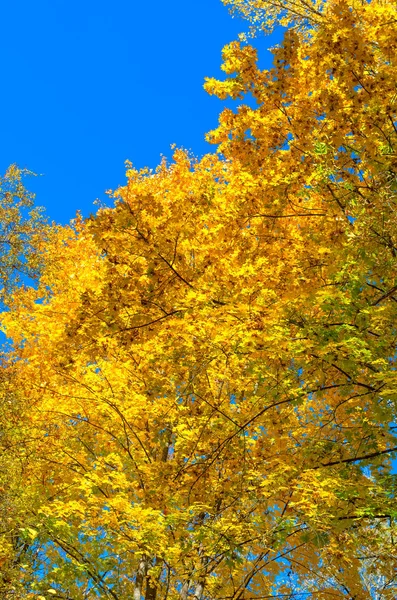 Treetop Herfst Gele Bladeren Blauwe Hemel — Stockfoto