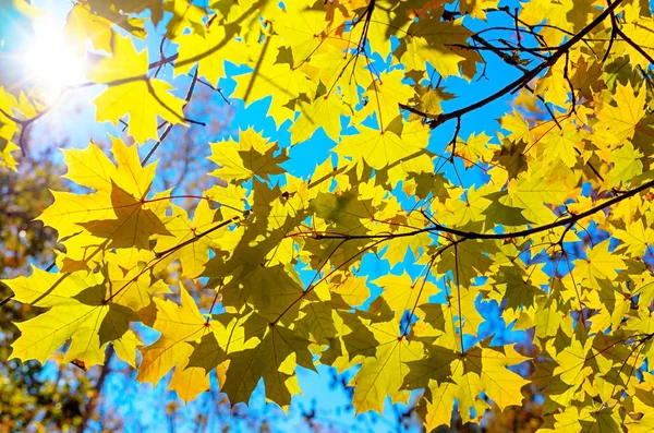 Natuurlijke Achtergrond Van Twijgen Met Gele Bladeren Van Esdoorn Zonlicht — Stockfoto