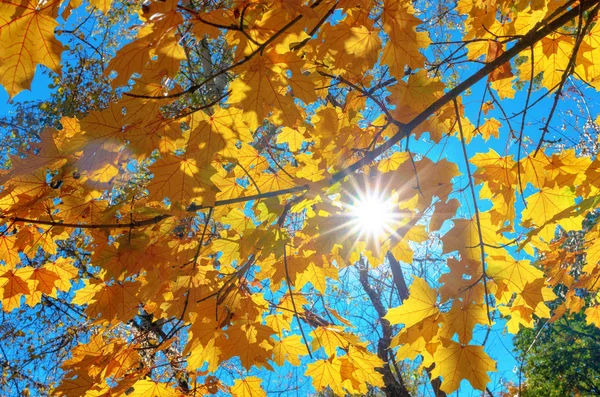 Fundo Natural Galhos Com Folhas Amarelas Bordo Luz Solar Outono — Fotografia de Stock