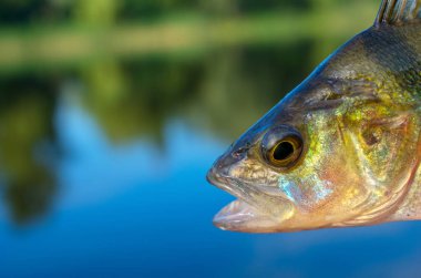 yakın çekim levrek balık kafası bir nehirde yakalandı