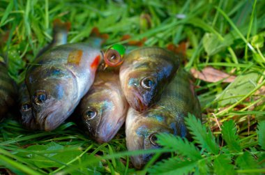 yakalanan levrek balık ve yem çim üzerinde grup
