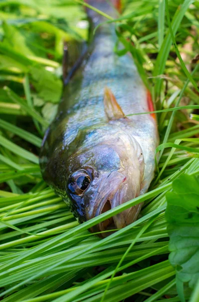 Pescado Capturado Percha Primer Plano Encuentra Hierba Verde — Foto de Stock