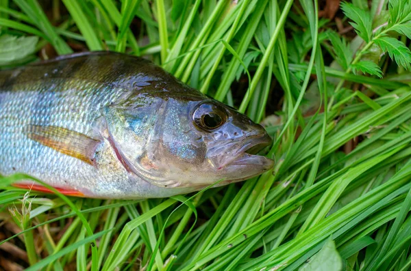 Peixe Capturado Poleiro Closeup Encontra Grama Verde — Fotografia de Stock