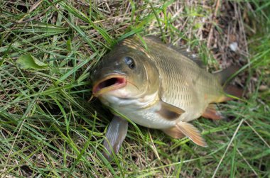 Sazan balığı kafası yakın çekimler. spor balıkçılık